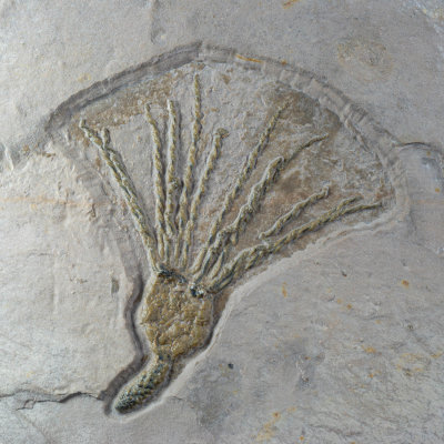 Gogia spiralis, 47 mm. Wheeler Formation, Middle Cambrian. House Range, Millard County, Utah