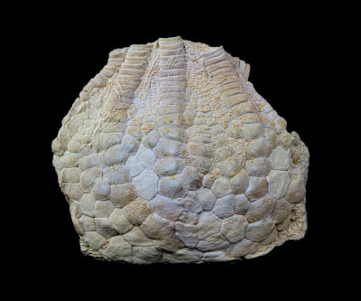 Uintacrinus socialis, 6 cm, Niobrara Formation, Gove County, Kansas, USA.