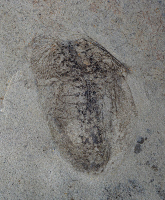 Naraoia, 2 cm showing alimentary canal, digestive diverticula and faint traces of limbs, Marjum Formation, Middle Cambrian, Utah