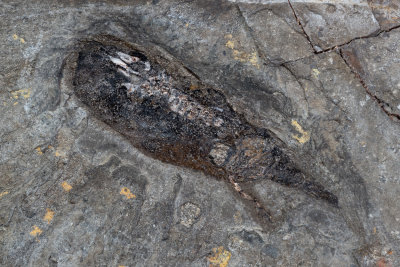 5 cm tadpole with rear limbs developed and soft body impression preserved, Miocene, Shandong, China