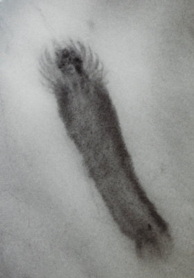 Palaeocucumaria hunsrueckiana Lehman 1958, 80 mm long