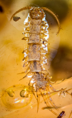 Burma amber centipede.jpg