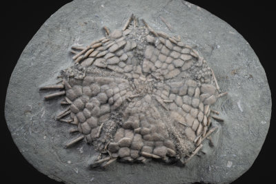 Pholidocidaris irregularis, 11.5 cm across,  Edwardsville formation, near Crawfordsville, Indiana.