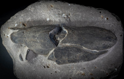 Frasnian selenosteid arthodire placoderm, 17.5 cm long, Djbel Merakib, near Alnif, Morocco.