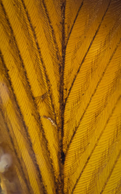 Feather detail