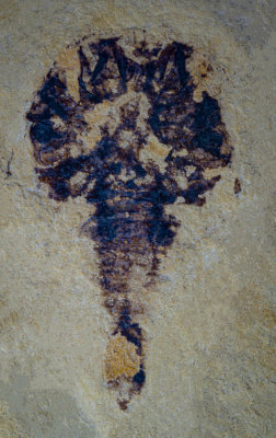 Synziphosuran, Camanchia grovensis, 33mm, Scotch Grove Formation, Wenlock, Shaffton Quarry near Camanche, Clinton County, Iowa