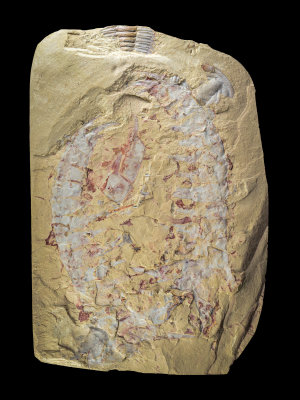 Chinese Lower Cambrian