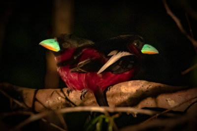 Two rainbirds at night - red and black broadbills