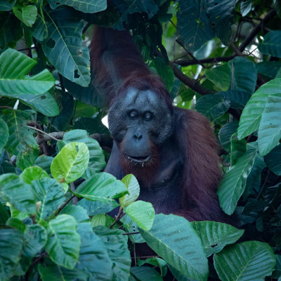 Kinabatangan orangutan male 
