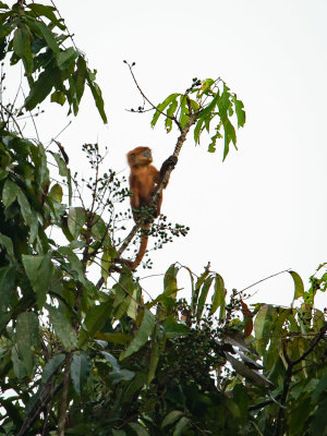 Maroon leaf monkey at the oxbow, Kinabatangan River