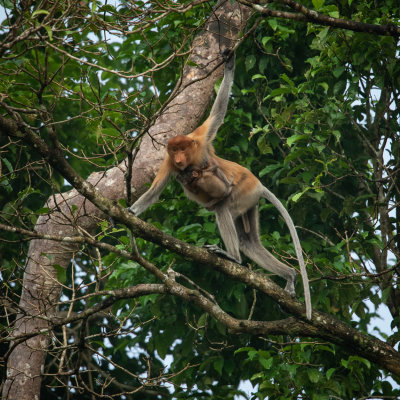 Proboscis monkey, Kinabatangan