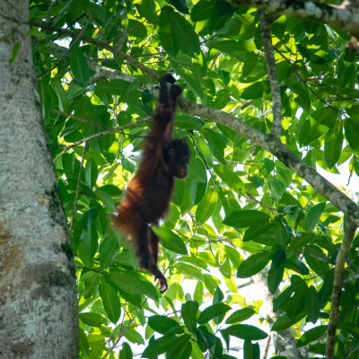 Kinabatangan orangutan boy