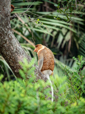 Proboscis monkey, Kinabatangan