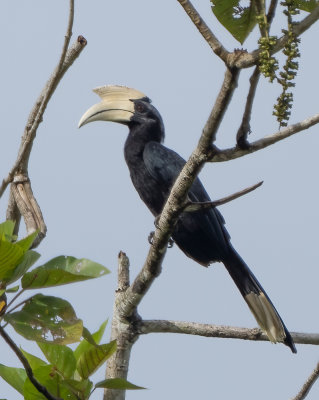 Kinabatangan black hornbill