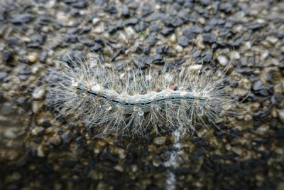 Yongmingshan caterpillar 