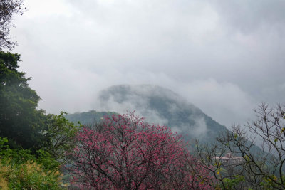 Yongmingshan volcanoes and cherry blossoms