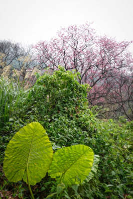 Yongmingshan