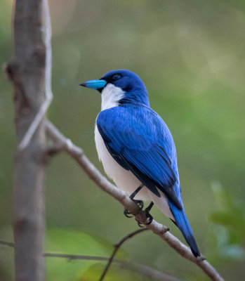 Blue vanga, Ankarana