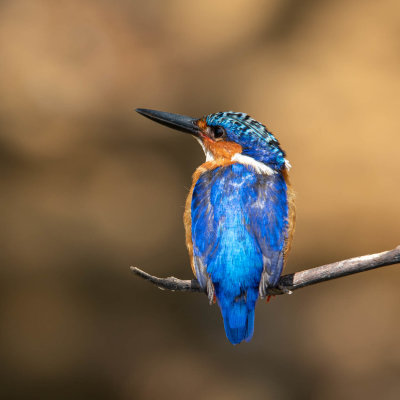 Malachite kingfisher, Ankarafantsika