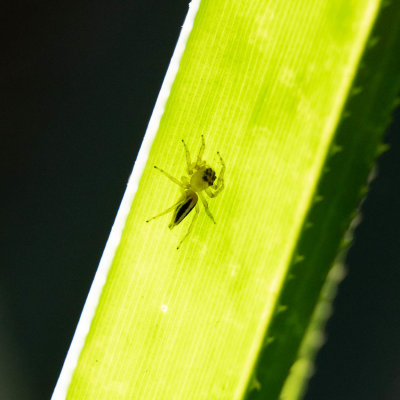 Backlit spider, Andasibe