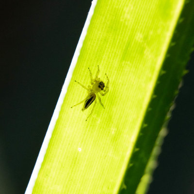 Madagascar Arthropods