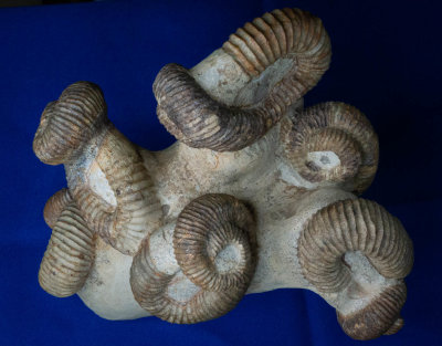 Nostoceras malagasyense, six individuals, 7-9 cm, two are sinistral and four are dextral. Upper Cretaceous, Belo, Madagascar