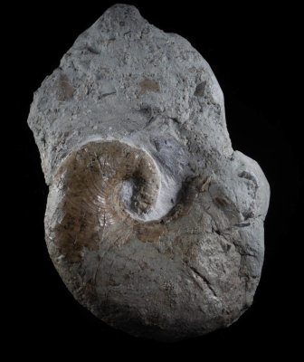 Phragmoceras sp, Visby Formation, Wenlock, Silurian, Rnnklint, Gotland, Sweden