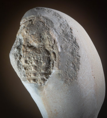 Thyestes verrucosus, headshield 2 cm long, from the Ludlow of Rootzikull, near Kielkond, Ösel (Saaremaa)