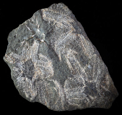 Leintwardine Biota