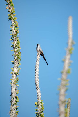 Namaqua dove, Berenty