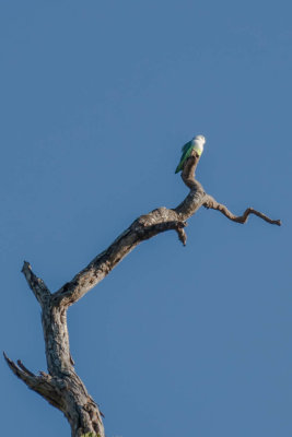 Grey-headed lovebird, Ankarafantsika