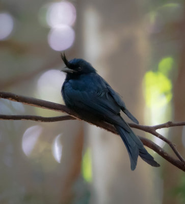 Madagascar crested drongo, Ankarafantsika