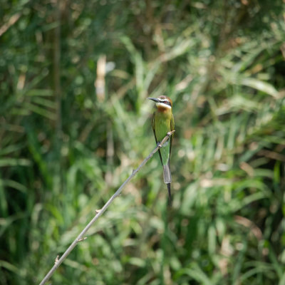 Olive bee-eater, Ankarafantsika
