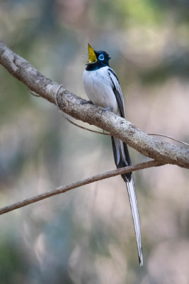 Madagascar Paradise flycatcher, Ankarafantsika