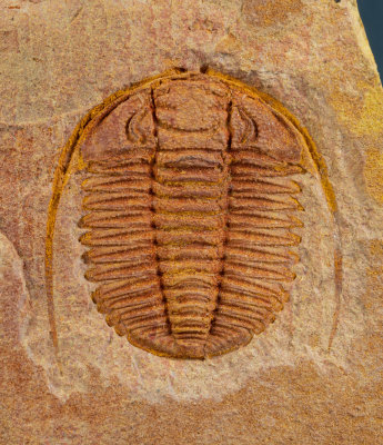  Sinosaukia distincta 18 mm trilobite, , Sandou Formation, Guole section, Jingxi County