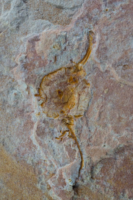 Guanxi cystoid.jpg