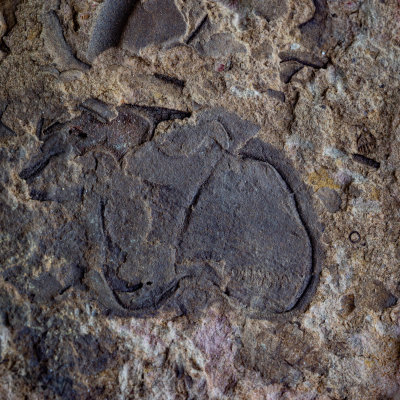 Phyllocystis showing epispires