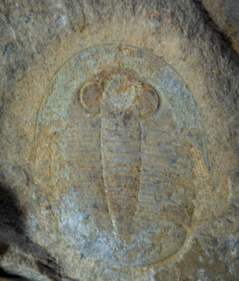 Tamdaspis jingxiensis, Sandu Formation, Guole section, Jingxi County