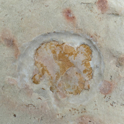 Medusoid Conchopeltis, 13 mm