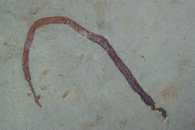 Complete Palaeoscolex cf tenensis, 55 mm long