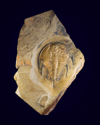 Mesonacis fremonti, 116 mm, Delamar Member, Pioche Shale, Nevada