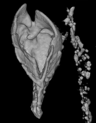 Micro CT image of Paleolignopholas kachinensis