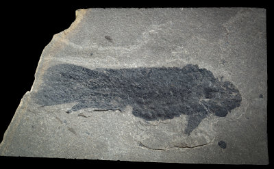 Pentlandia macroptera, 15 cm, Eday Flagstone/John o' Groats Sandstone Group of South Ronaldsay, Orkney.