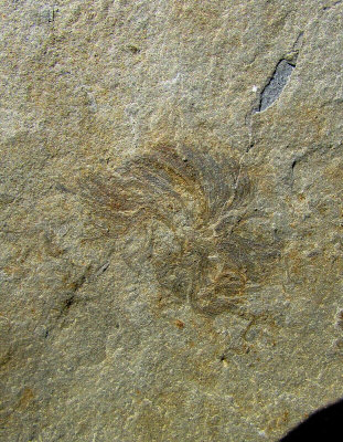 Marpolia spissa, 25 mm, Spence Shale Member of the Langston Formation, Utah