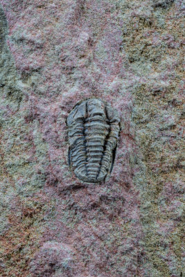 Akoldinioidia, 6 mm, Sandu Formation, Guole section, Jingxi County