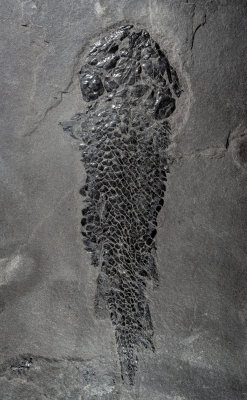 Osteolepis macrolepidotus 16 cm, with spectacular skull, Sandwick Fish Bed, Orkney