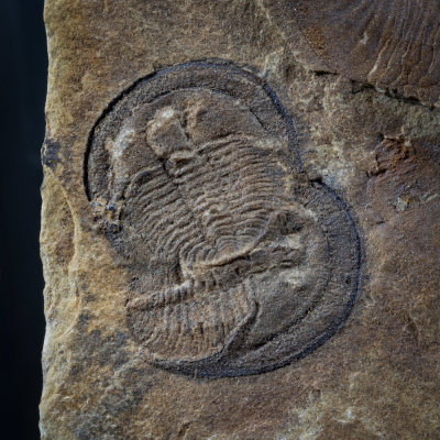 Palaeoharpes.jpg