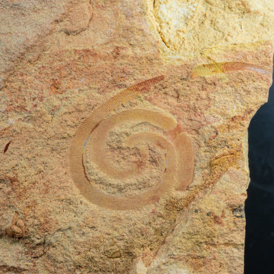 Guole worms.jpg