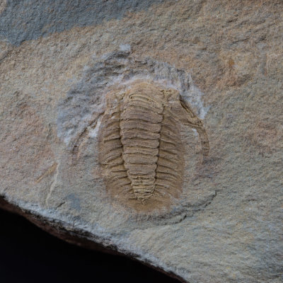 Haniwa longa.jpg
