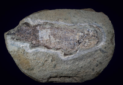 Eusthenopteron foordi juvenile, 13 cm, Upper Devonian, Miguasha, Quebec